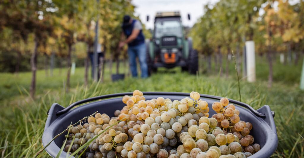 Weinlese, Traktor und Weintrauben